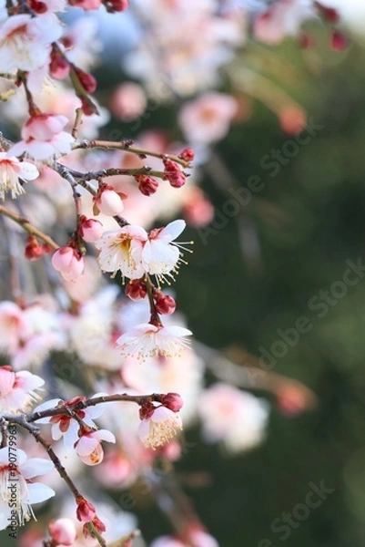 Obraz ピンクの枝垂れ梅