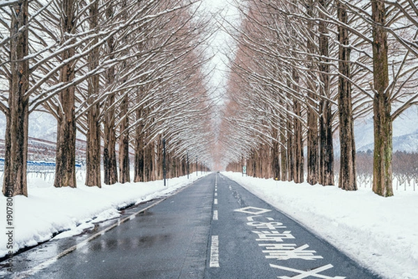 Obraz 滋賀 メタセコイア並木の雪景色