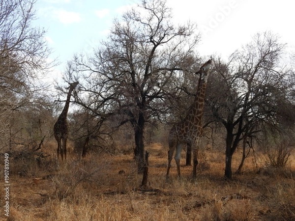 Obraz Road trip Aug 2025 2 