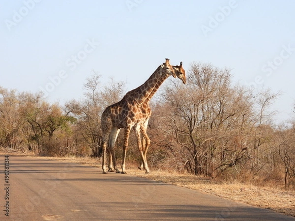 Obraz Road trip Aug 2025 2 