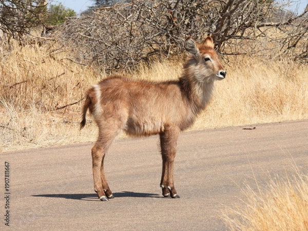 Obraz Road trip Aug 2025 2 