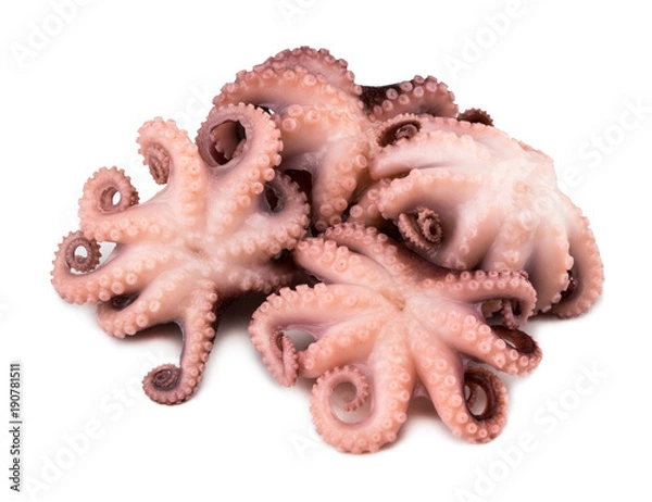 Obraz Small octopus isolated on white background. Close up