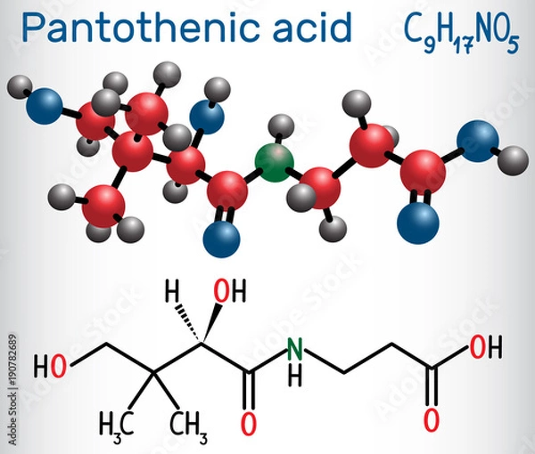 Obraz Pantothenic acid ( vitamin B5, pantothenate ) . Structural chemical formula and molecule model.