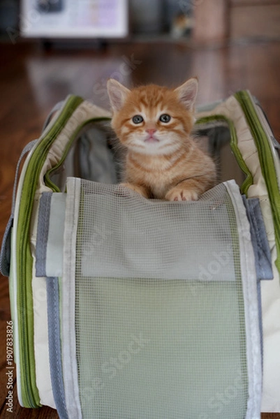 Obraz キャリーバックに入っている仔猫