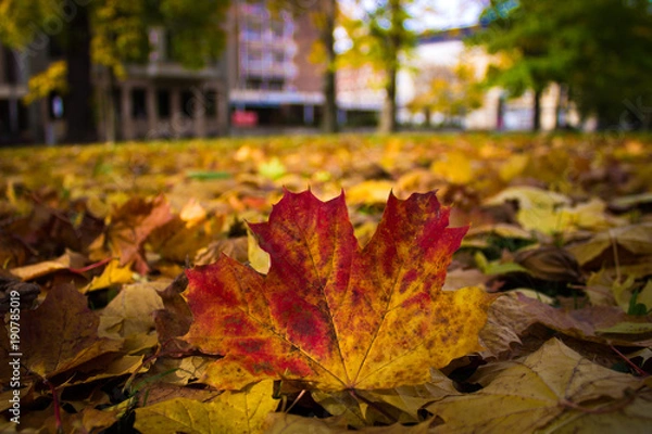 Obraz Ahornblatt Herbst