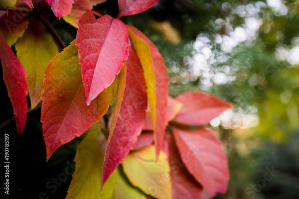 Obraz Rote Herbstblätter