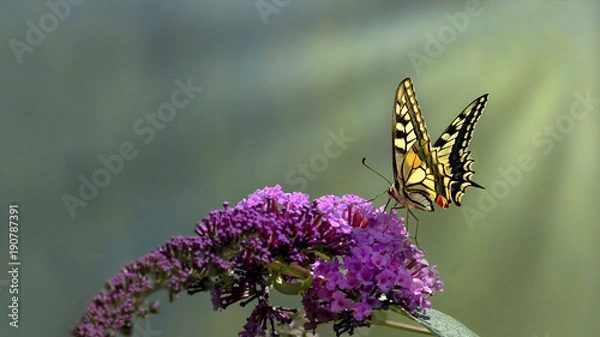 Obraz Paziowatych (Papilio machaon) żywi się z fioletowego krzewu motyla z zielonym tłem bokeh