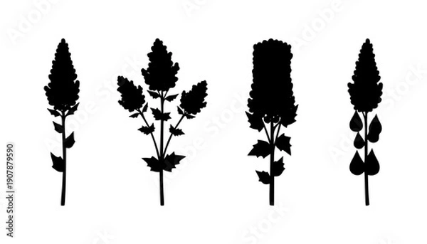 Obraz Quinoa Grain Plant