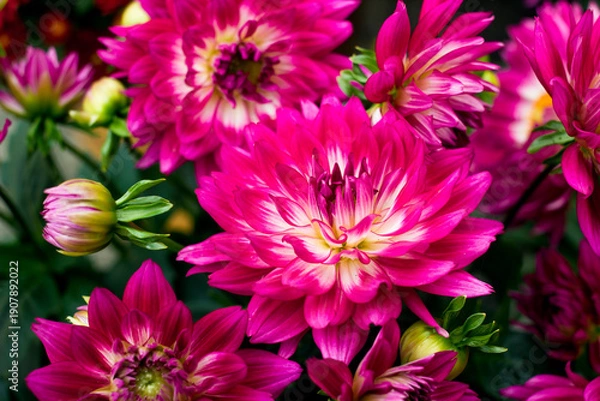Obraz pink chrysanthemum flowers