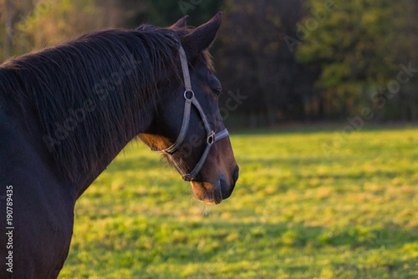 Obraz Hengst Portrait