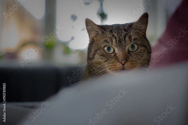 Obraz Katze im Wohnzimmer