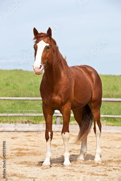 Obraz Portrait of  nice hot-blooded horse