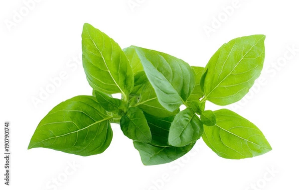 Obraz Fresh Green Basil Leaves on White Background
