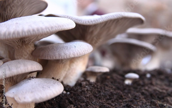 Obraz Mushrooms to cook