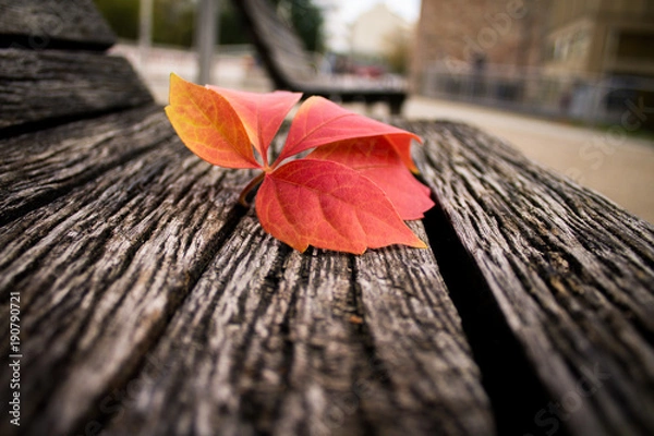 Obraz Blatt auf Bank