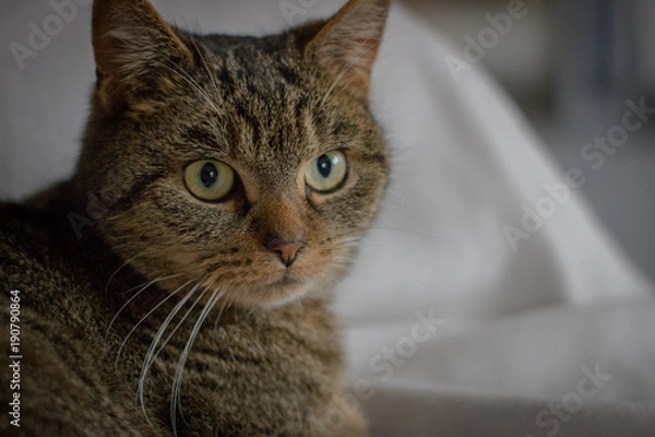 Obraz Katzen Portrait