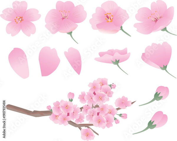 Obraz 春の桜の花びら