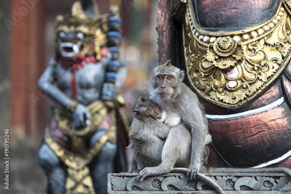 Obraz Pulaki Temple Affentempel