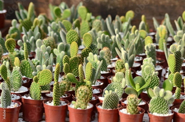 Obraz Plantas e flores