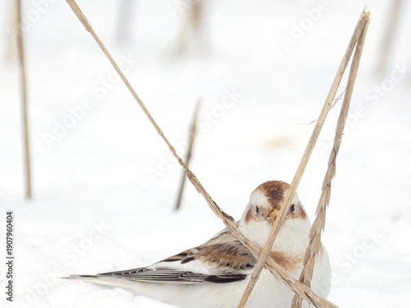 Obraz 渡来した可愛いユキホオジロ