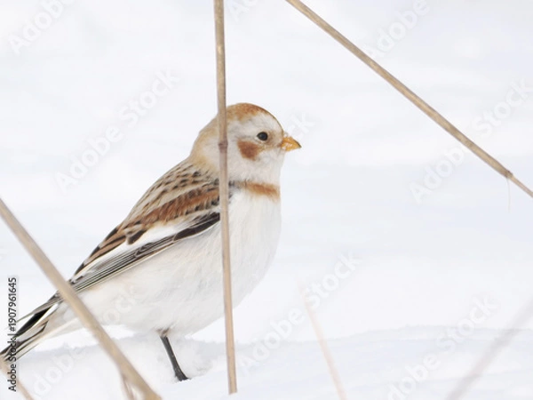 Obraz 渡来した可愛いユキホオジロ