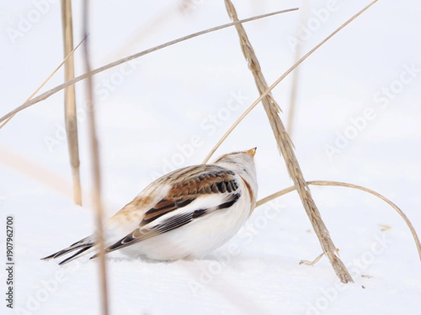 Obraz 渡来した可愛いユキホオジロ