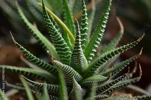 Fototapeta Plantas e flores