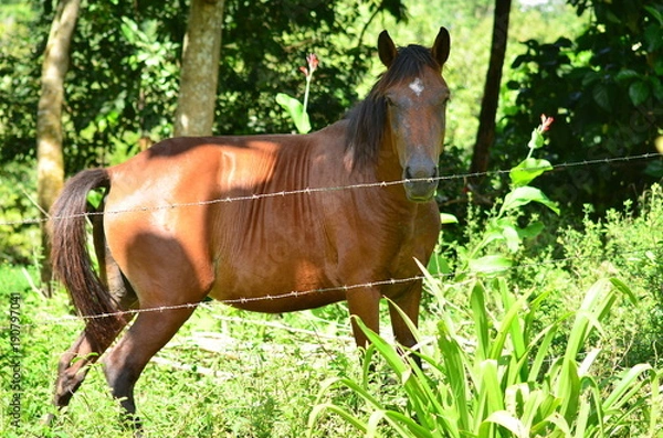 Fototapeta cavalo