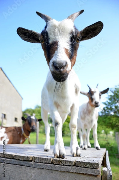 Obraz Chèvres naines