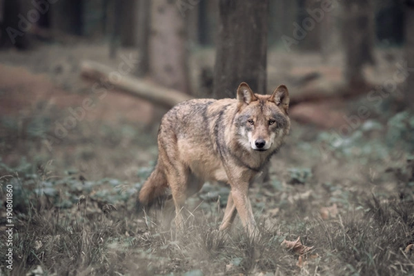 Obraz Wolf walking in the Forest
