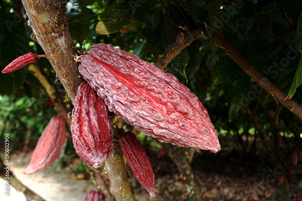 Obraz cocoa fruit