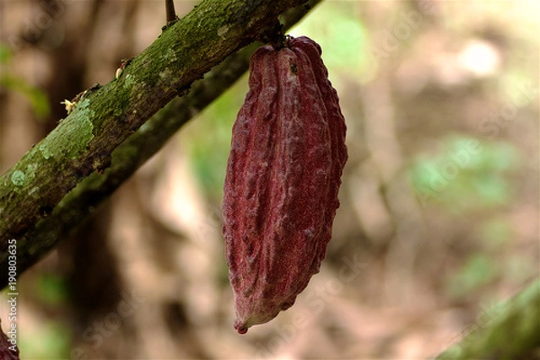 Obraz cocoa fruit