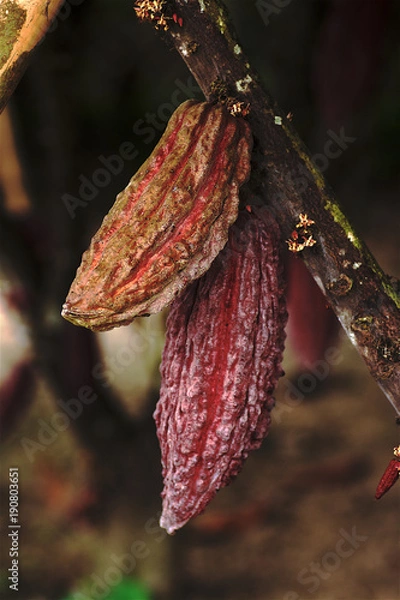 Obraz cocoa fruit