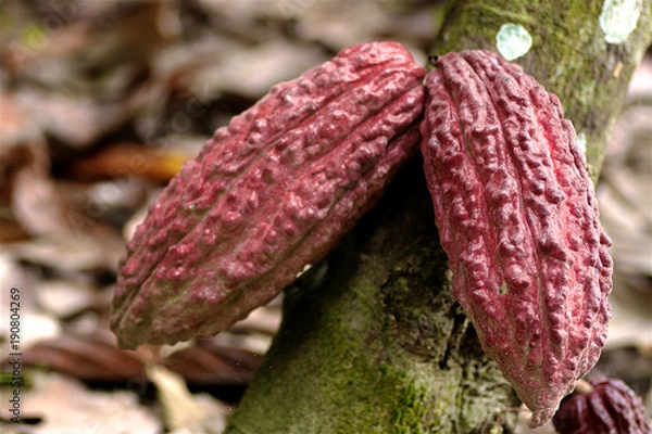 Obraz cocoa fruit