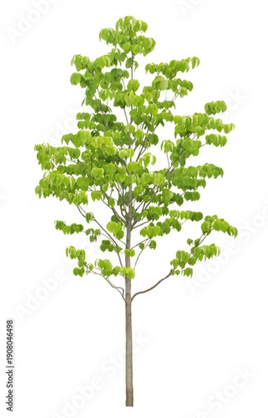 Obraz ハナミズキ　6月撮影　樹高240cm