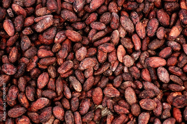 Obraz Semillas de cacao  durante el secado