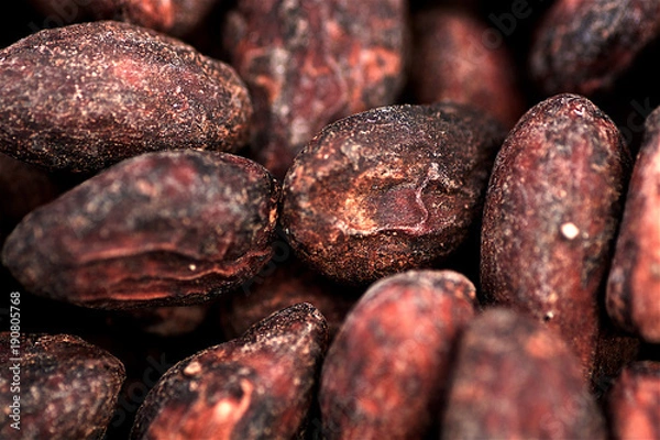 Obraz Semillas de cacao  durante el secado