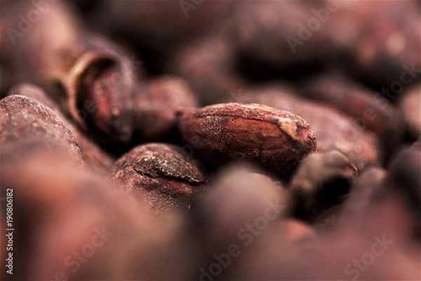 Obraz Semillas de cacao  durante el secado