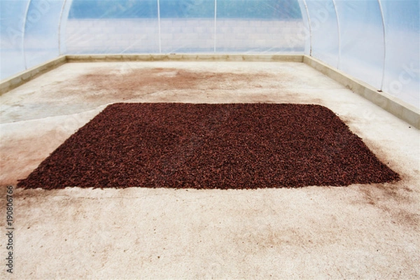 Obraz Semillas de cacao  durante el secado