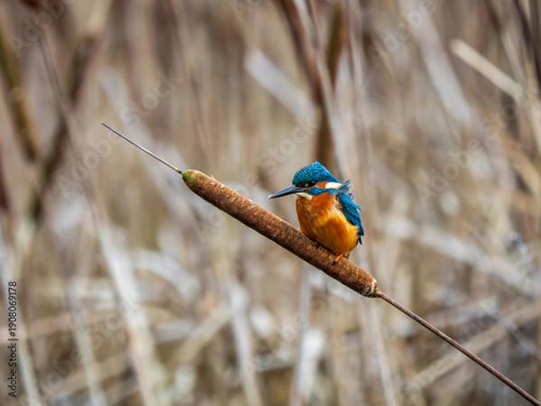 Obraz Kingfisher Perched on a Reed
