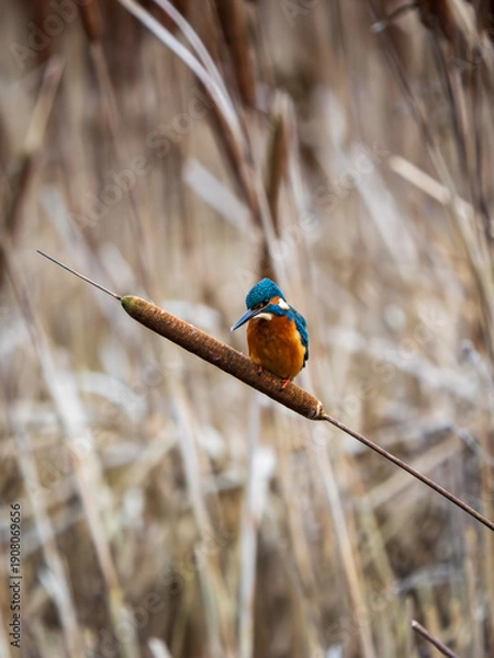 Obraz Kingfisher Perched on a Reed