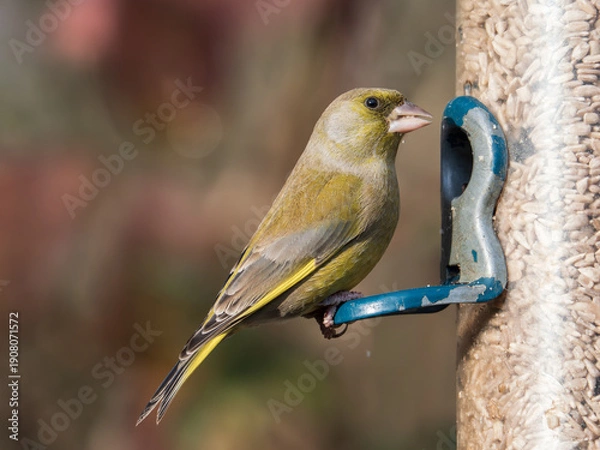 Obraz Greenfinch On a Bird Feeder