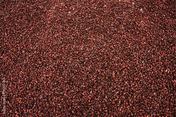 Obraz Semillas de cacao  durante el secado