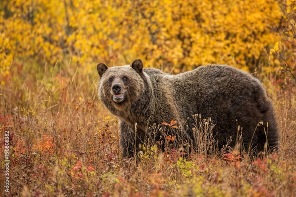 Obraz Grizzly Bear in Fall Foliage