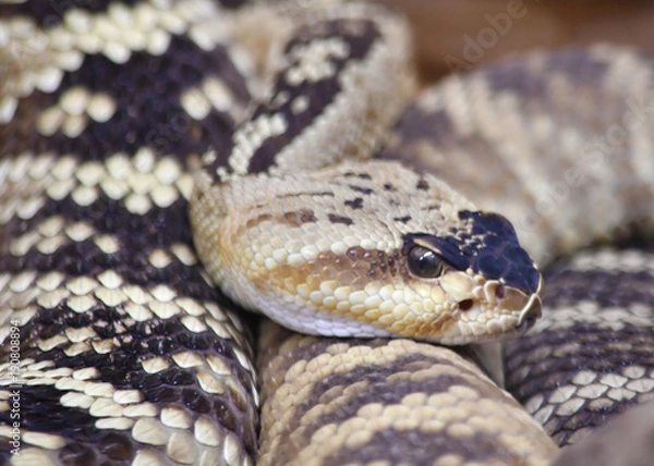Fototapeta Rattlesnake