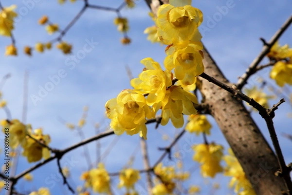 Fototapeta 日本・埼玉の梅