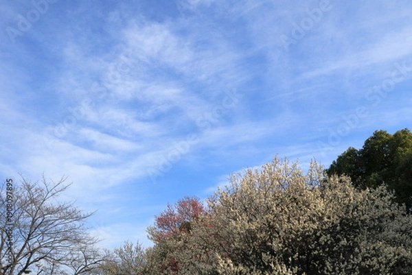 Fototapeta 日本・埼玉の梅