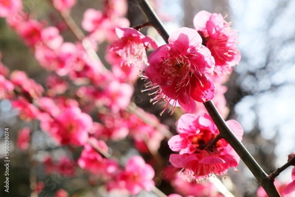 Fototapeta 日本・埼玉の梅