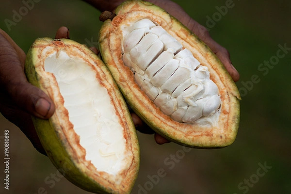 Obraz cocoa fruit