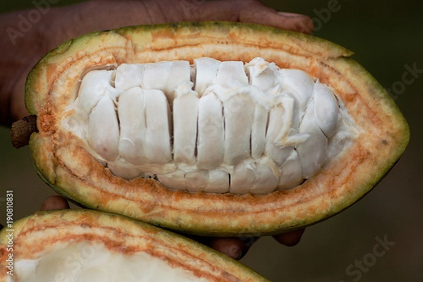 Obraz cocoa fruit